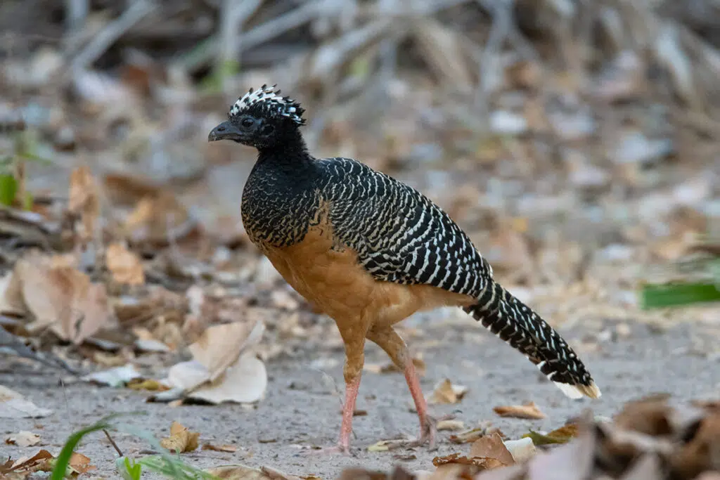Bare-faced curassow female in pantanal