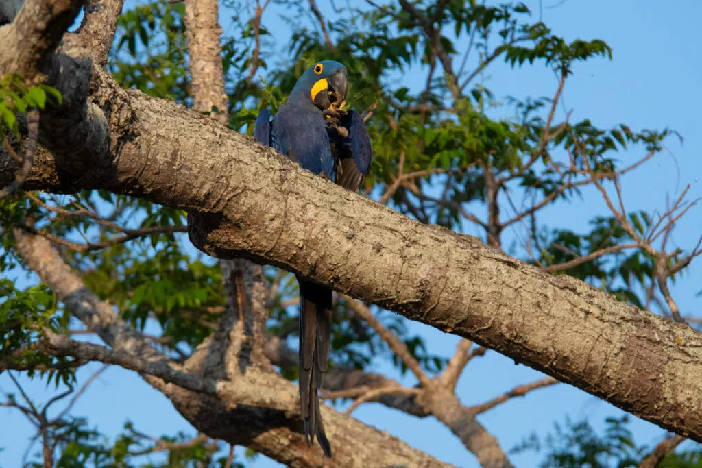 Hyacinth macaw at Pouso Alegre lodge, Pantanal