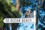 Kookaburra giving directions for a weekend in Palm Beach
