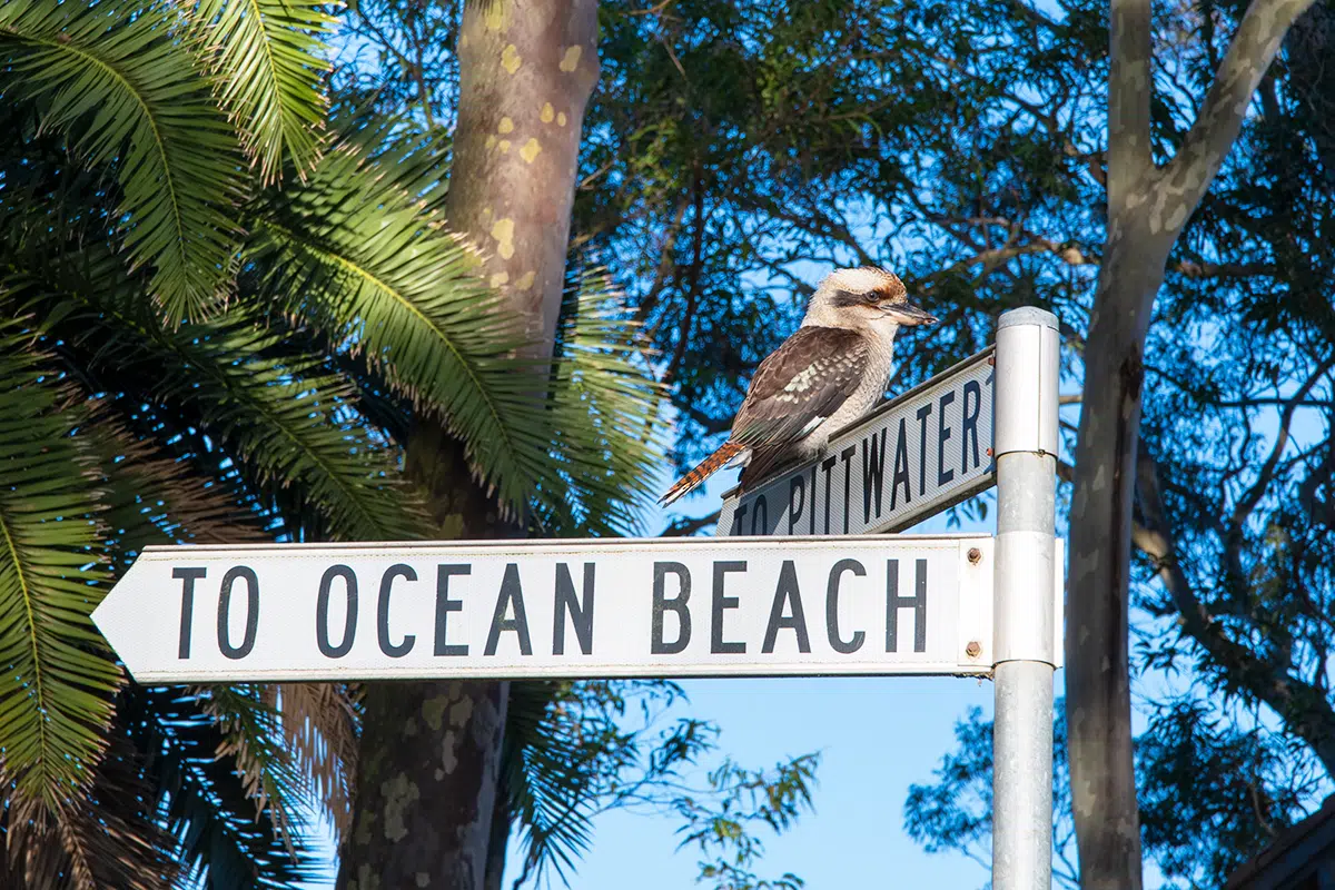 Kookaburra giving directions for a weekend in Palm Beach