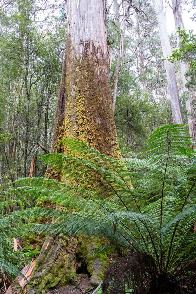 Tall swamp gum in Mount Field National Park