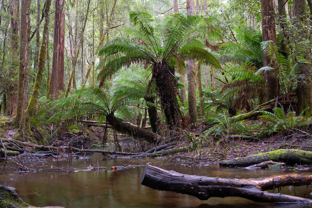 Creek in Mount Field National Park