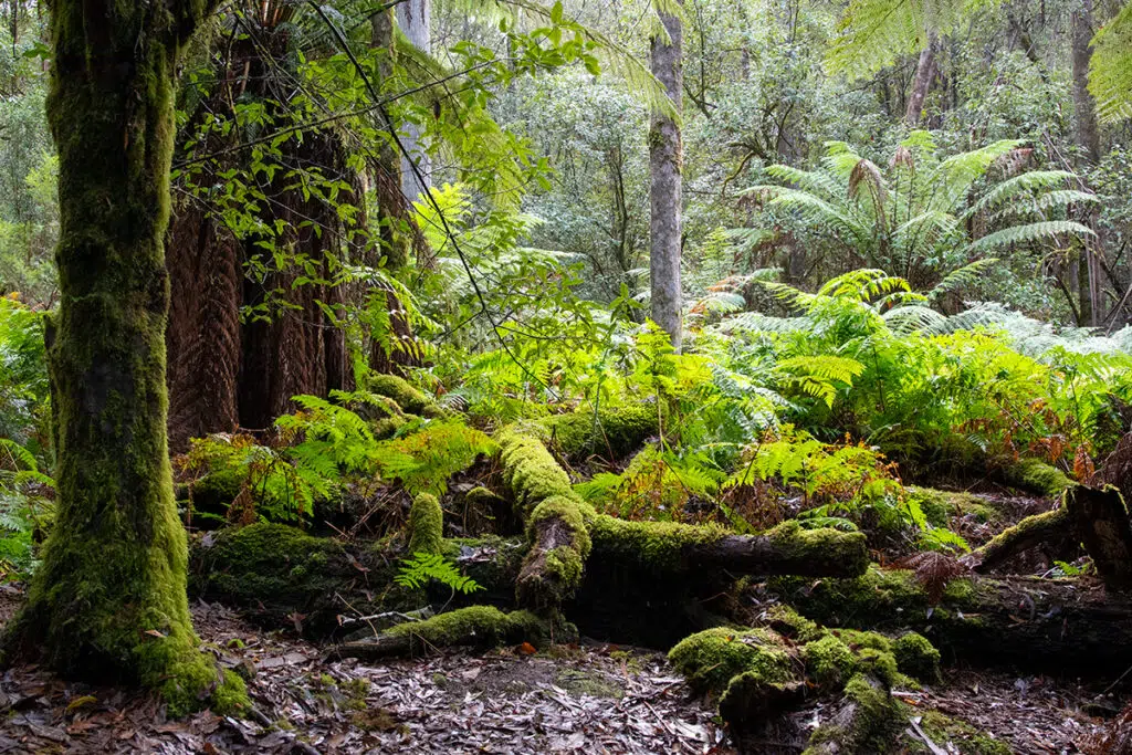 Temperate rainforest in mount field national park