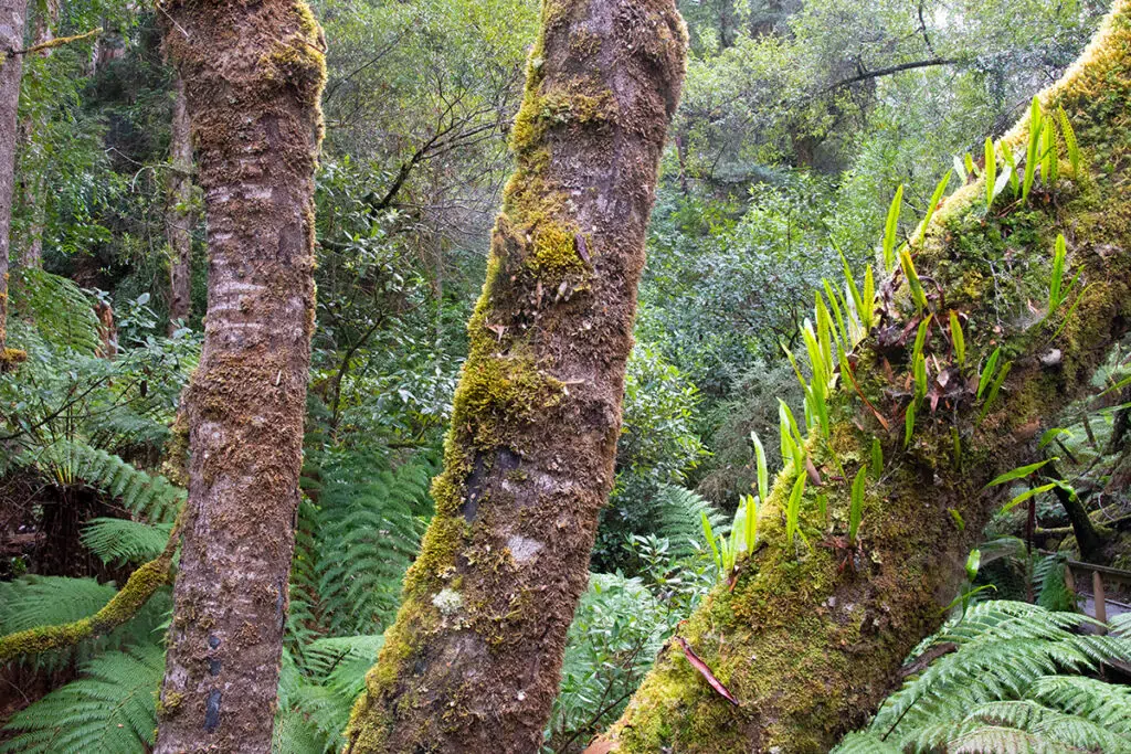 moss-covered trees in Mount Field National Park