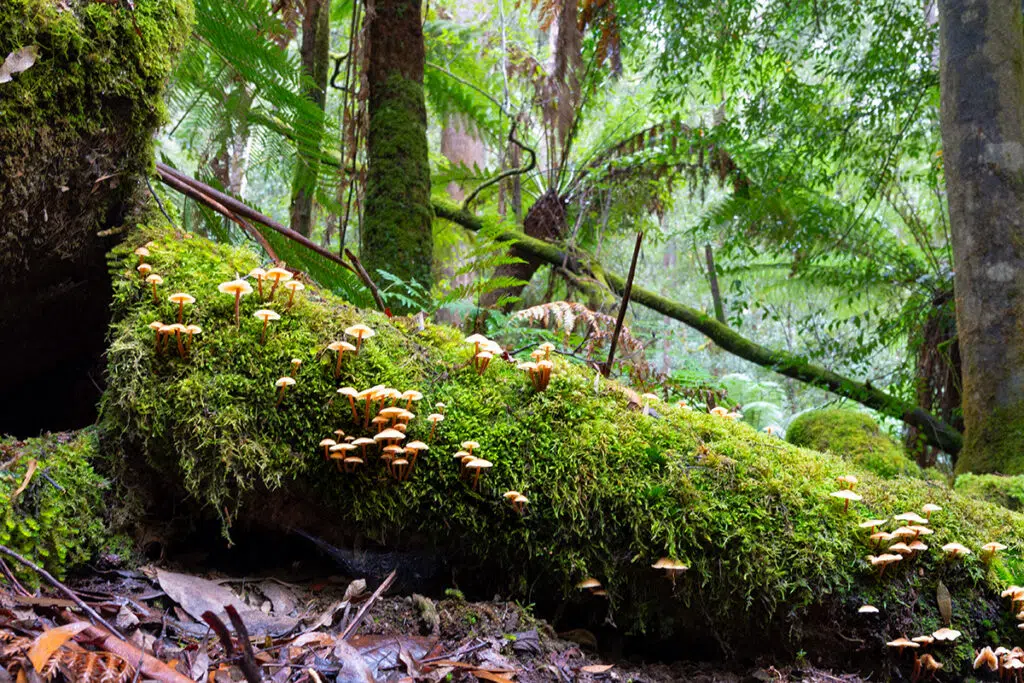 Mossy tree trunk in Mount Field National Park