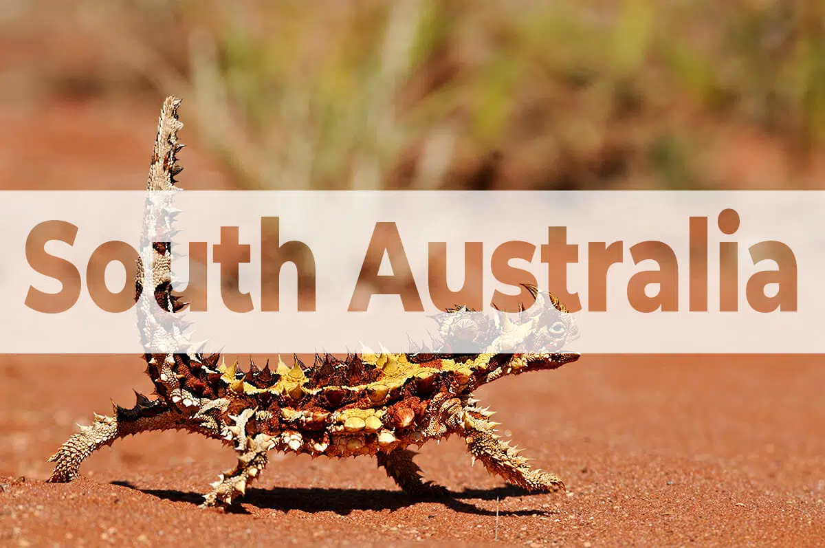 South-Australia South Australia