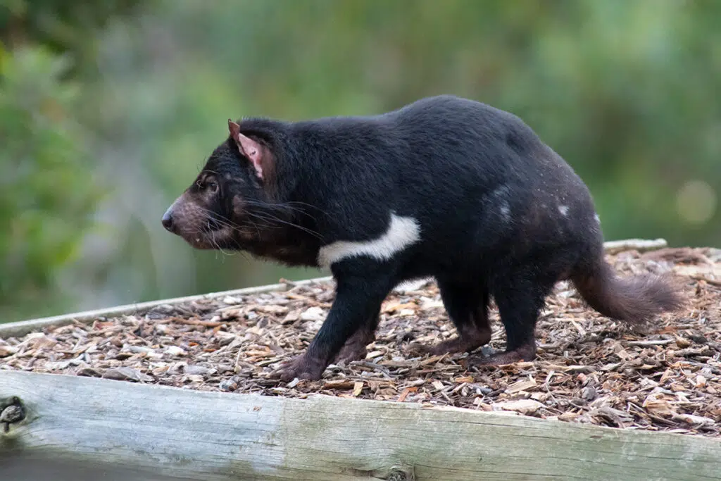 Tasmanian devil at Bonorong sanctuary
