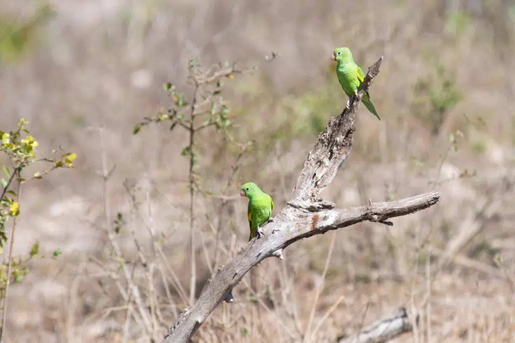 Yellow-chevroned parakeets in Pantanal