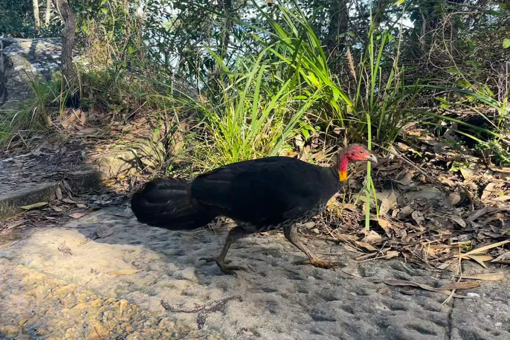 Bush turkey on the trail to Barrenjoey lighthouse