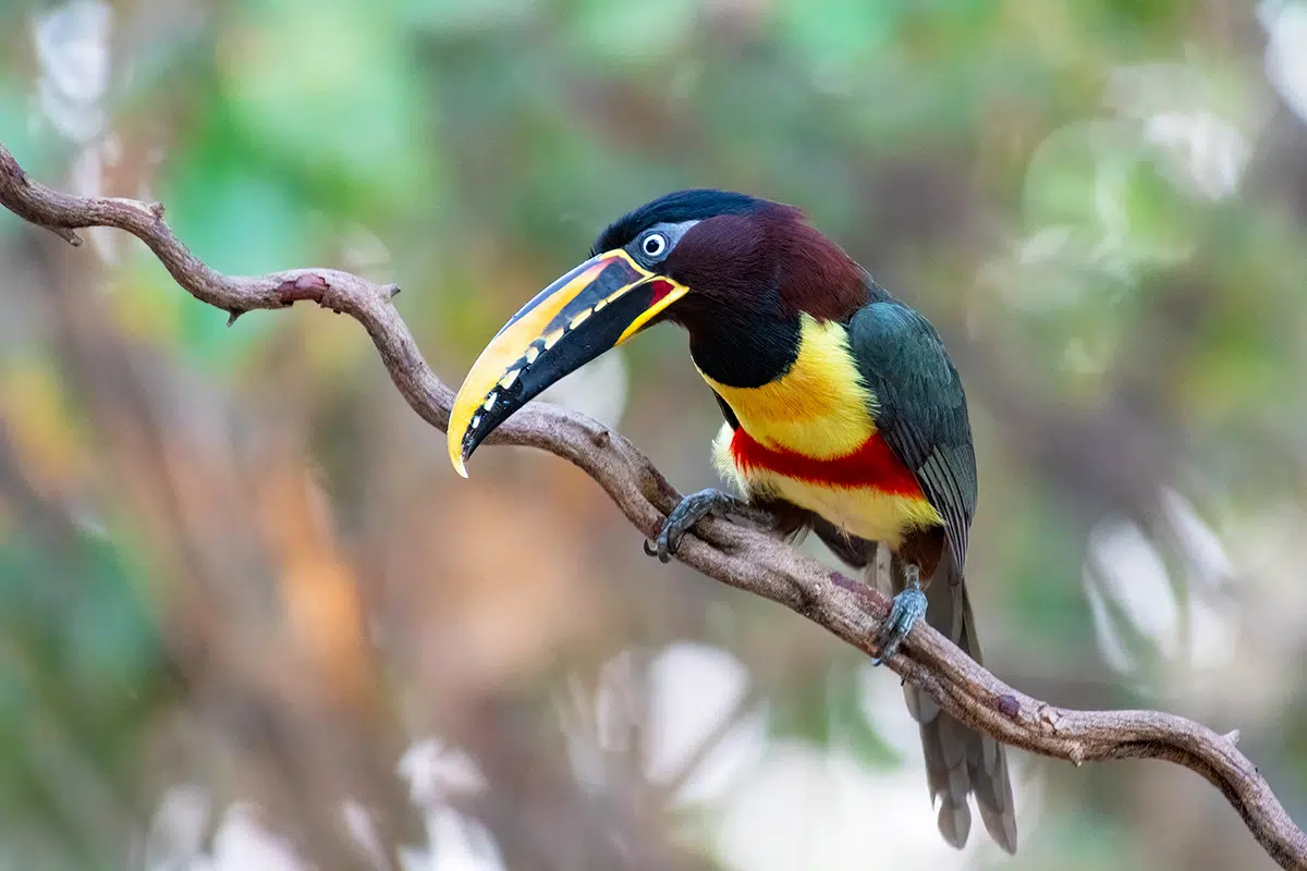 Chestnut-eared aracari at Pouso Alegre lodge in Brazilian pantanal