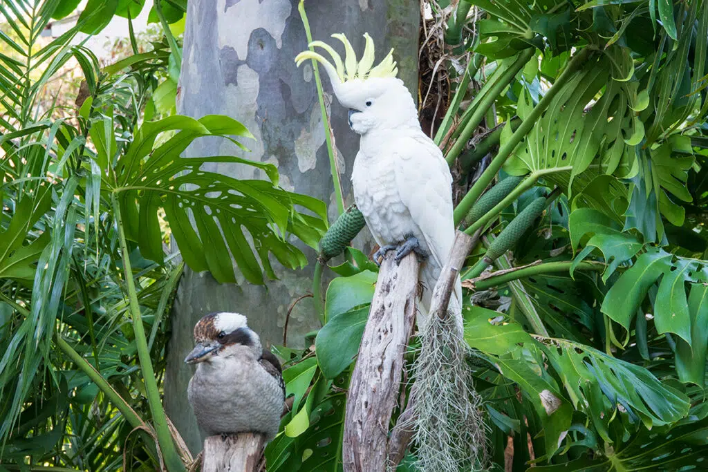 Cockatoo and kookaburra at palm beach bed and breakfast