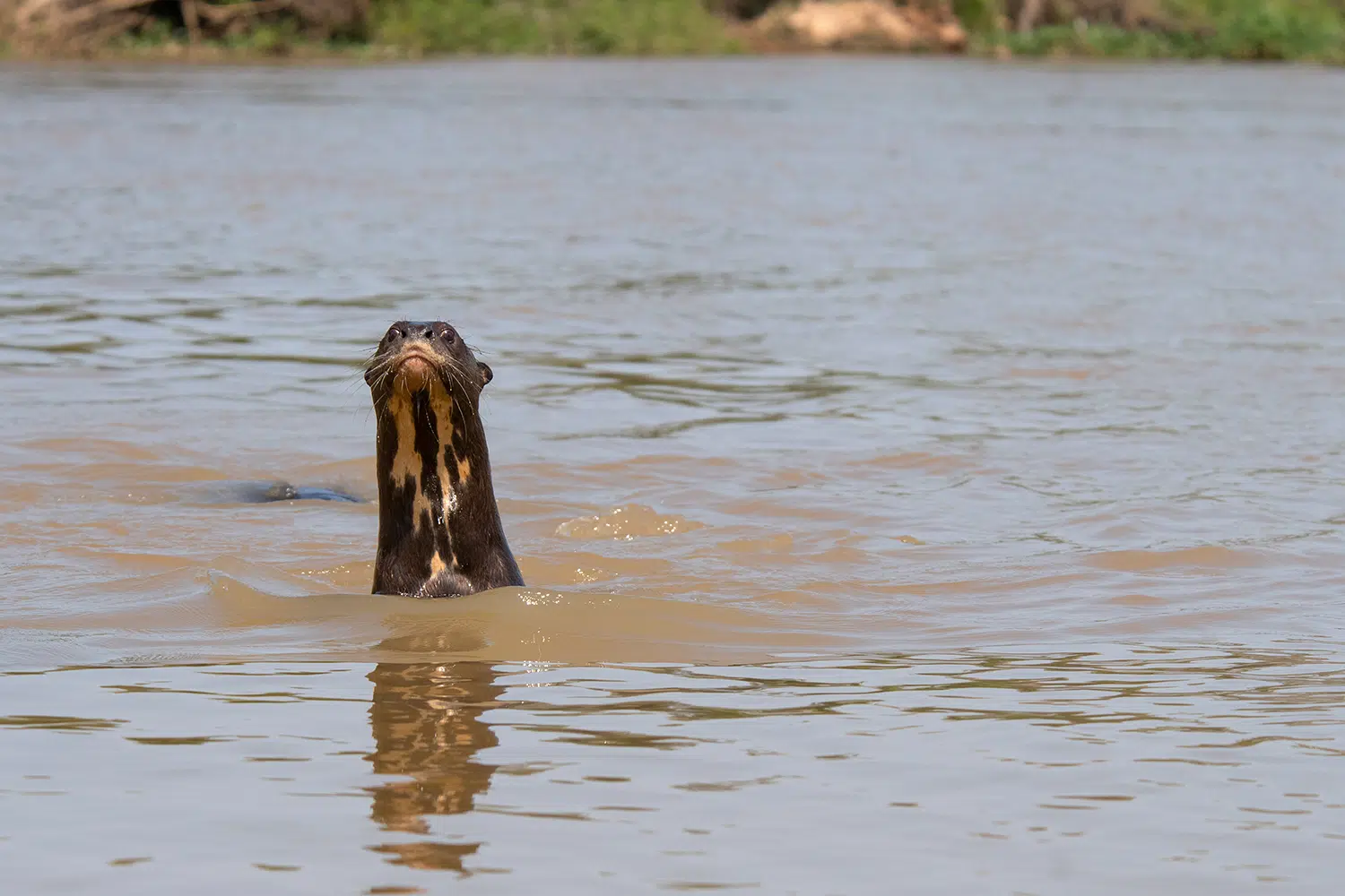 giant otter at Pousada Piuval in the Pantanal