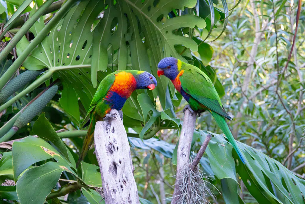 rainbow lorikeets at palm beach bed and breakfast