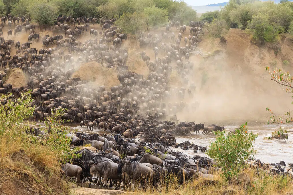 Best african safari destinations to see the big migration