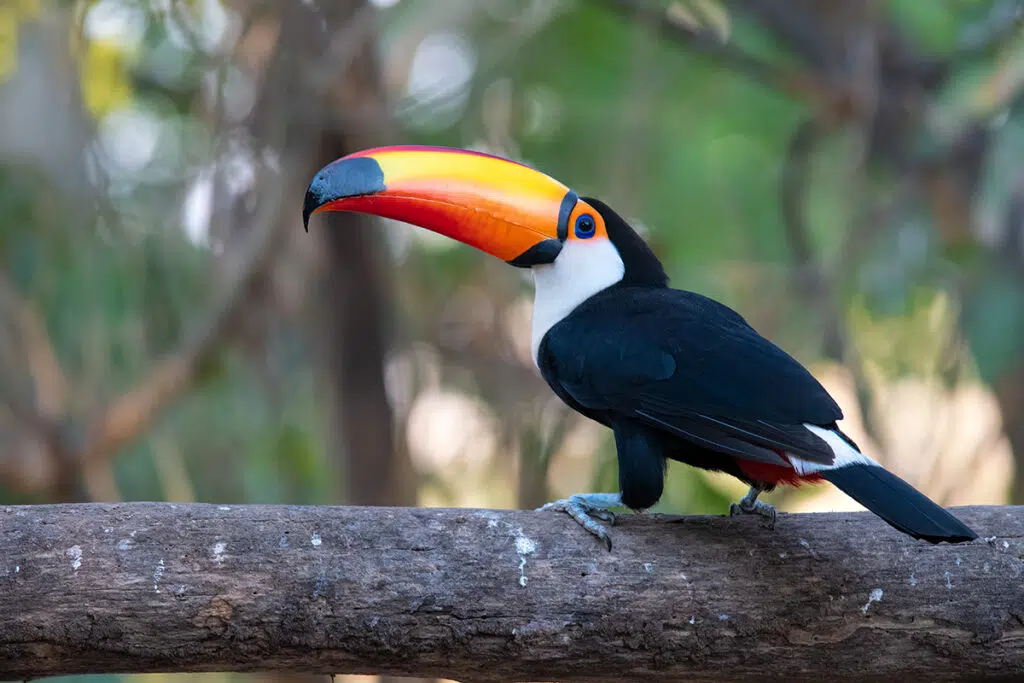 Toco toucan in Pouso Alegre Lodge in Brazilian pantanal