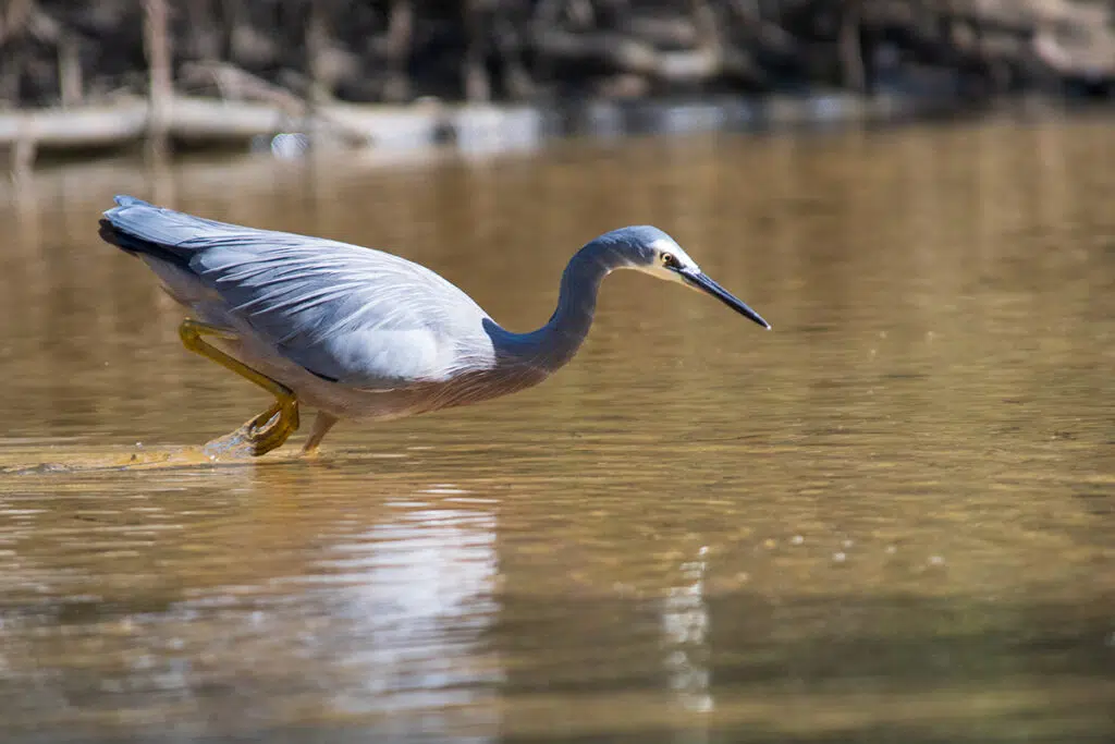 white-faced heron at Mackerel