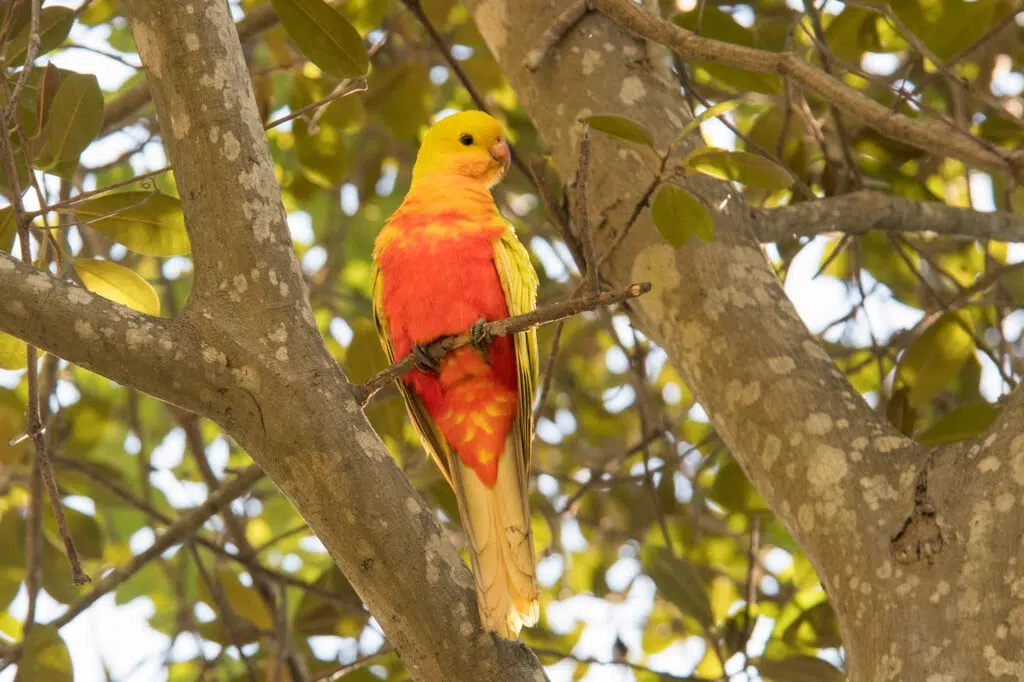 King parrot with yellow plumage