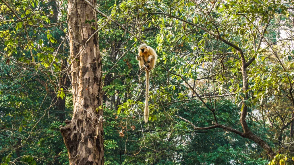 Golden langur in Manas national park, Bhutan
