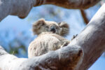 Koala in Sydney - Jessica in Heathcote national Park