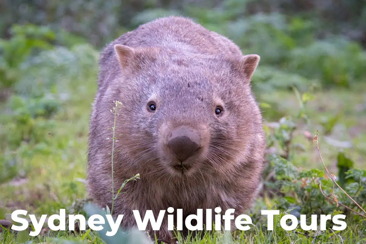 Sydney wildlife tours Sydney wildlife tours