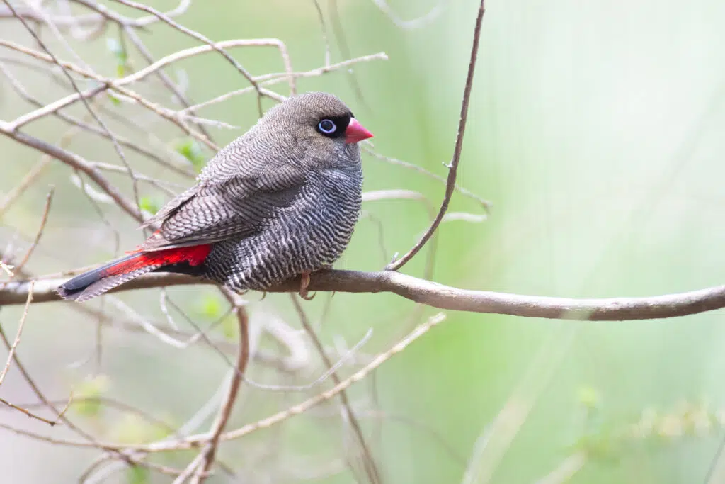 Birds in Sydney: Beautiful firetail in Heathcote National Park