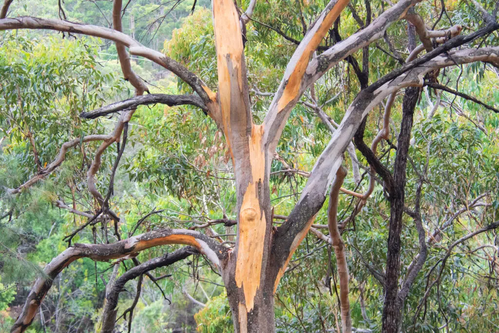 grey gum - the favourite food of koala in Sydney