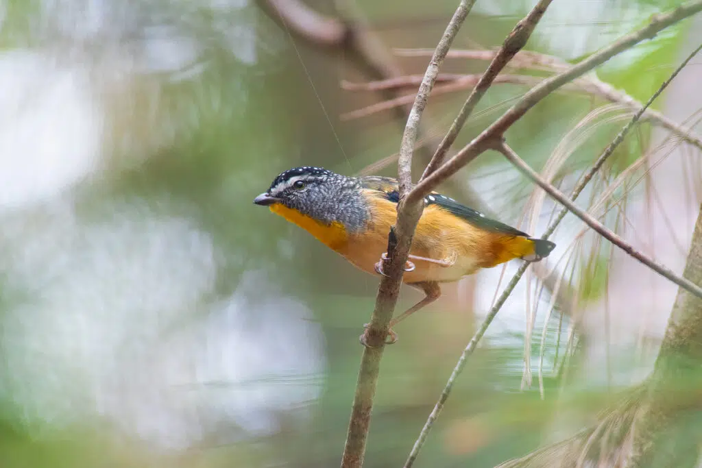 Birds in Sydney: Spotted pardalote in Heathcote National Park