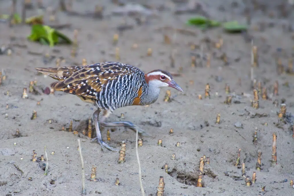 Buff-banded rail in Darwin