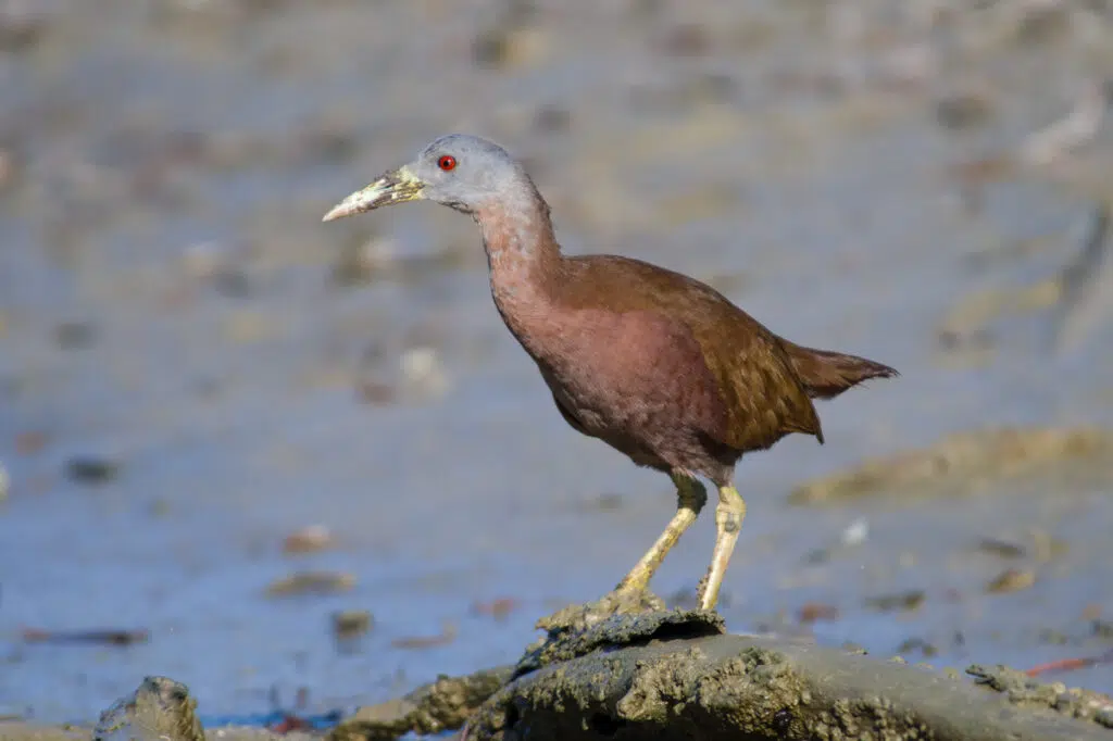 Chestnut rail in Darwin's Buffalo creek