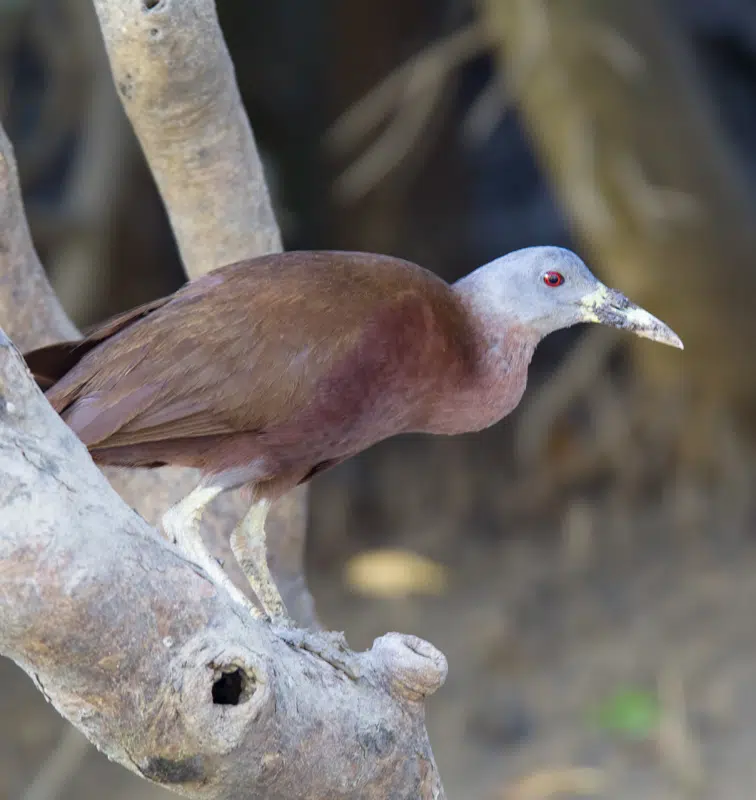 Chestnut rail in Darwin