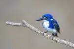 Little kingfisher on Buffalo Creek in Darwin
