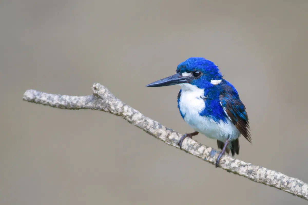 Little kingfisher on Buffalo Creek in Darwin