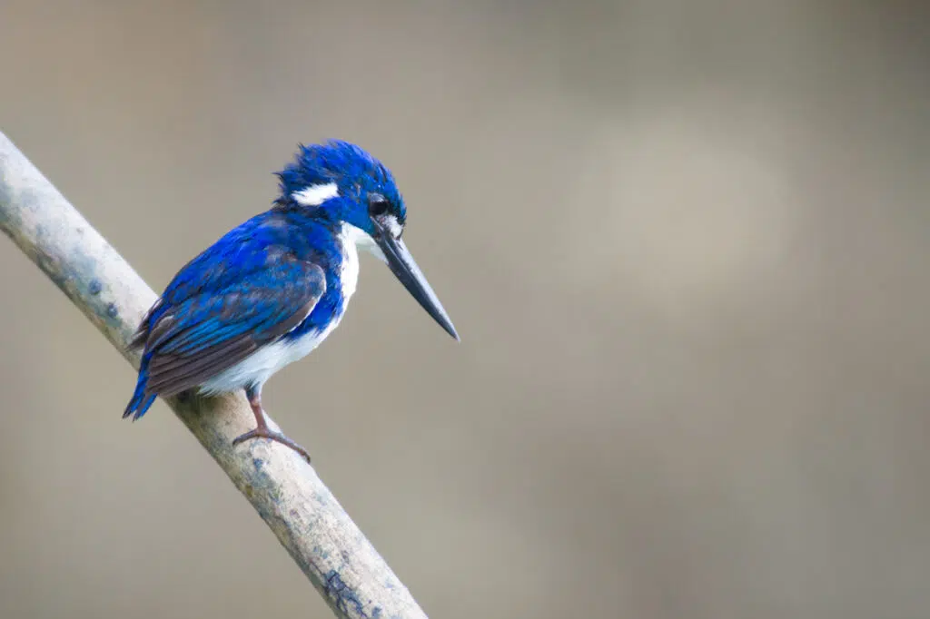 Little kingfisher in Darwin