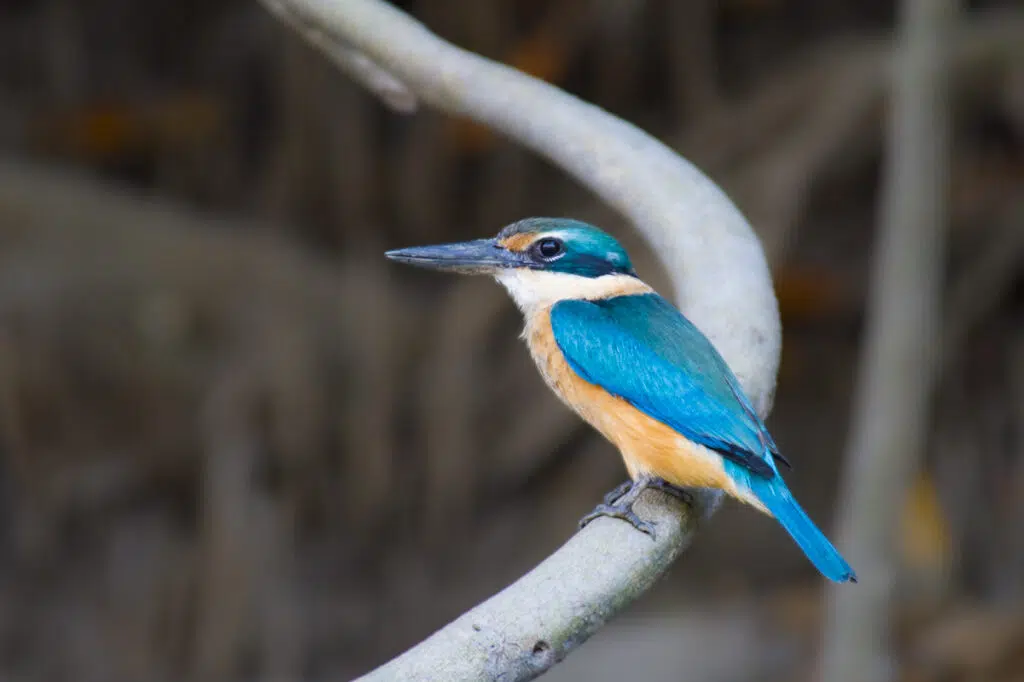 Sacred kingfisher in Darwin's Buffalo creek