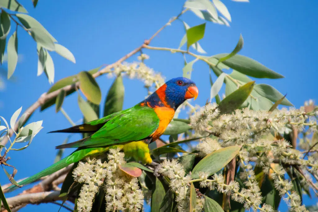 Collared lorikeet in Darwin