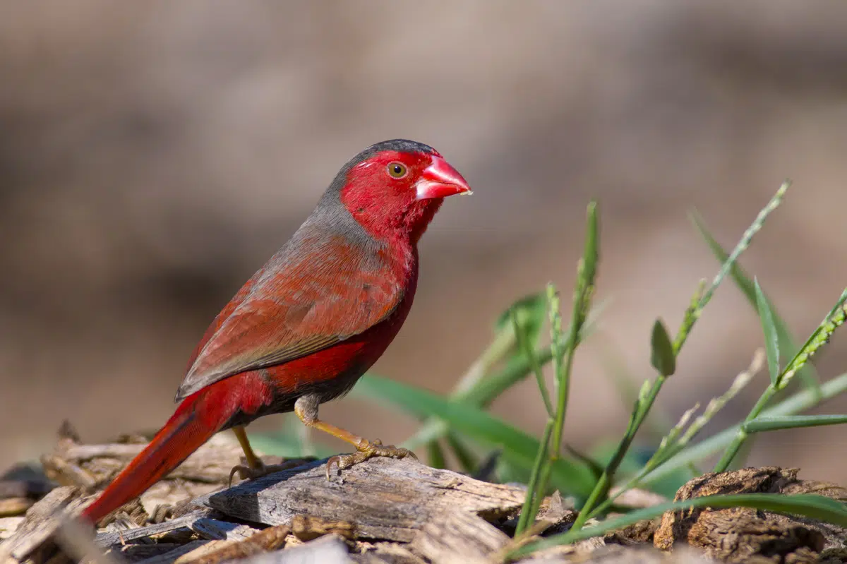wildlife in Darwin - crimson finch