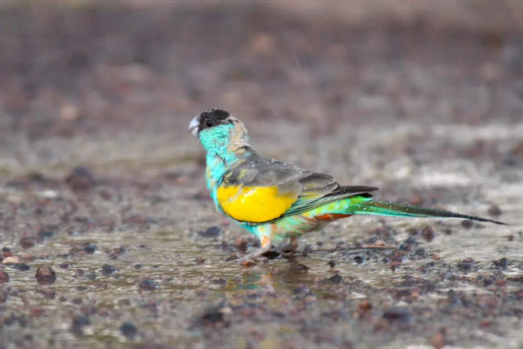 Immature male hooded parrot in pine creek