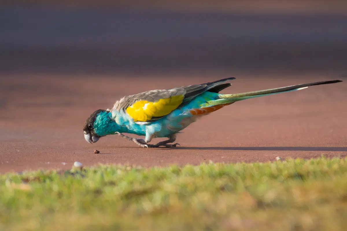 Hooded parrot is one of the most interesting Australian parrots