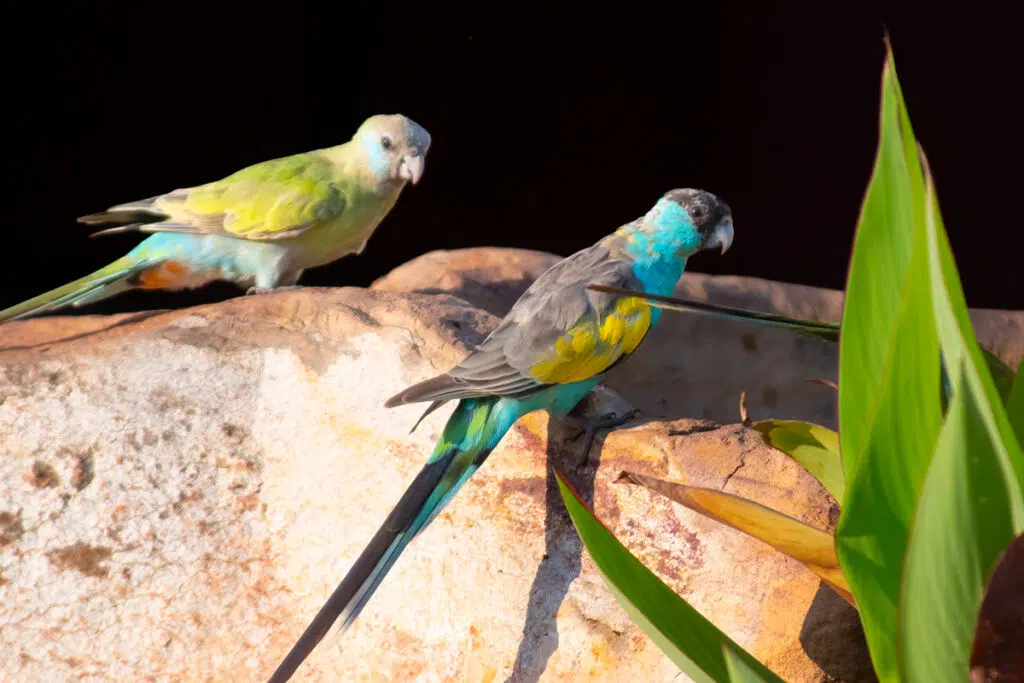 Hooded parrots at Pine Creek