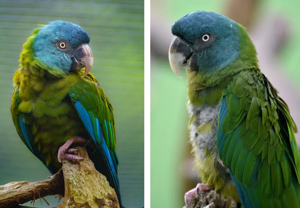 types and species of macaws - Blue-headed macaw