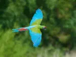Types of macaws - Great green Macaw