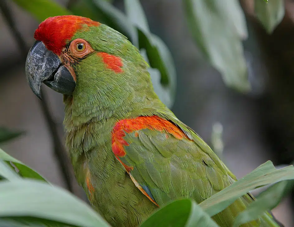 macaw species - red-fronted macaw