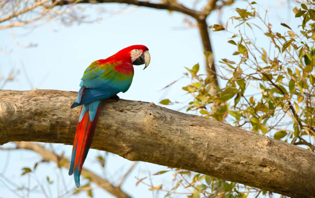 types of macaw - red-and-green macaw
