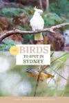 Birds in Sydney