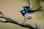 Birds in Sydney - Superb fairy-wrens