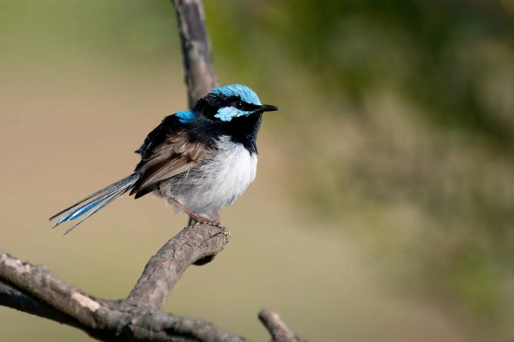 Birds in Warriewood wetlands