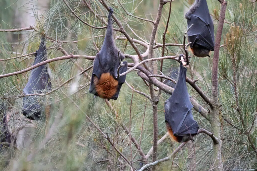 Grey-headed flying foxes in Warriewood wetlands