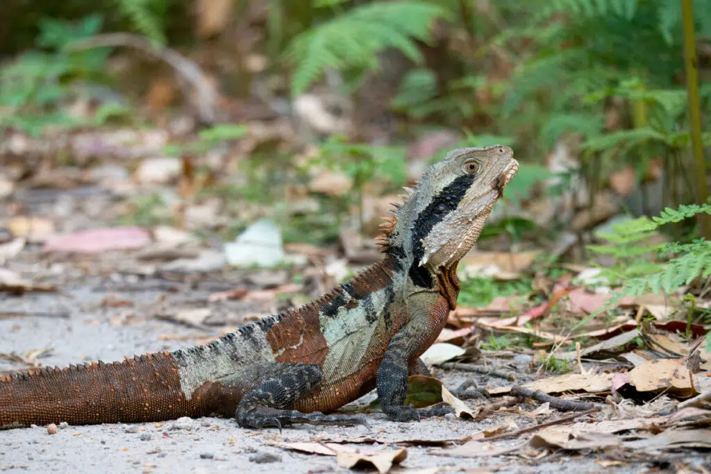 Eastern water dragon in Warriewood wetlands