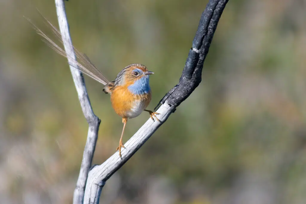 Birds in Sydney - Southern emu-wren
