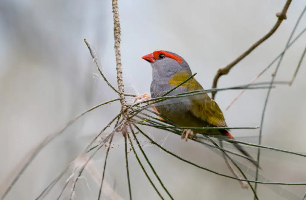 Warriewood wetlands birds - Red-browed firetail